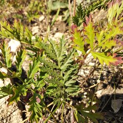 Artemisia latifolia