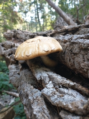 Hemipholiota