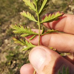 Artemisia latifolia