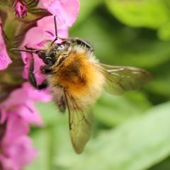 Bombus pascuorum