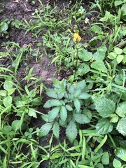 Agrimonia pubescens