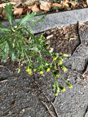 Senecio vulgaris