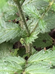 Agrimonia pubescens