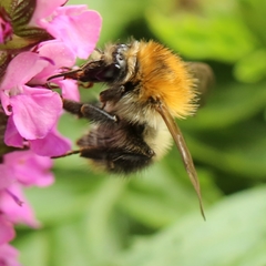 Bombus pascuorum