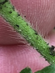 Agrimonia pubescens
