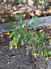 Senecio vulgaris