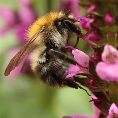 Bombus pascuorum