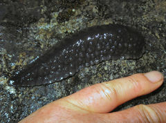 Pseudaneitea