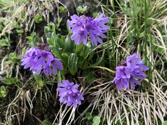 Primula glutinosa