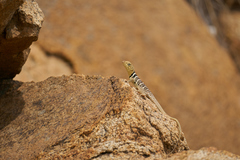 Crotaphytus vestigium