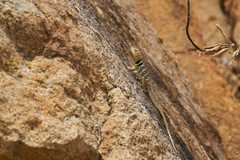 Crotaphytus vestigium