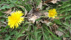 Taraxacum officinale