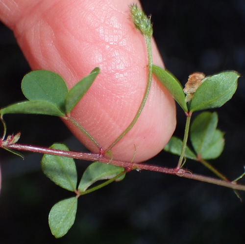 Image of Indigofera erecta by (c) Nicola van Berkel, some rights reserved (CC BY-SA)