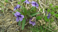 Viola philippica