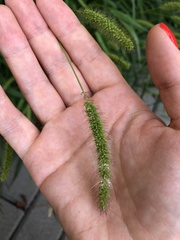 Setaria viridis