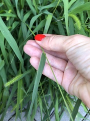 Setaria viridis