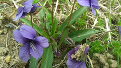 Viola philippica