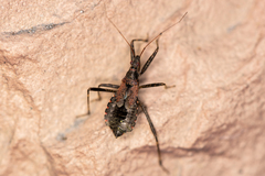 Himacerus