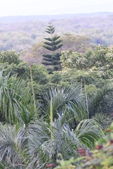 Araucaria heterophylla