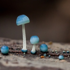 Mycena cyanocephala