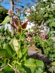 Anacardium occidentale