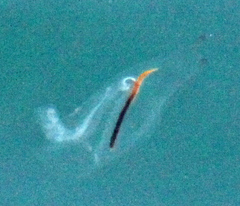 Cyclosalpa affinis