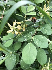 Astragalus glycyphyllos