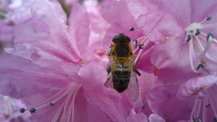 Helophilus eristaloidea