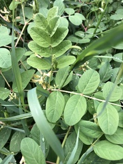 Astragalus glycyphyllos