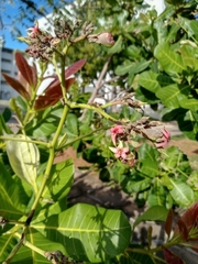 Anacardium occidentale
