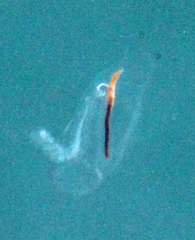 Cyclosalpa affinis