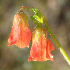 Hermannia diffusa