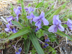 Viola mandshurica