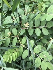 Astragalus glycyphyllos