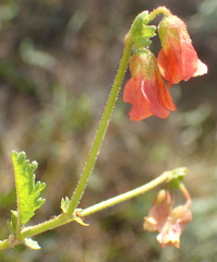 Hermannia diffusa
