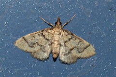 Metasia ophialis