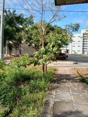 Anacardium occidentale