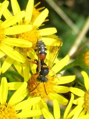 Nomada pulchra