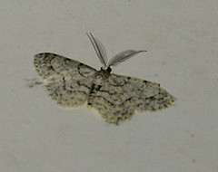 Glena cribrataria