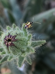 Tupiocoris californicus