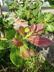 Anacardium occidentale