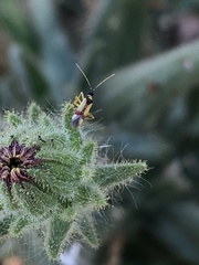 Tupiocoris californicus