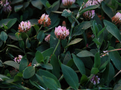 Trifolium