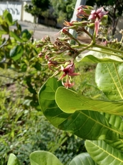 Anacardium occidentale