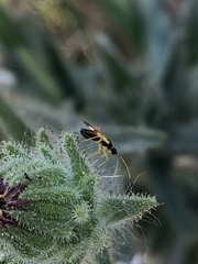 Tupiocoris californicus