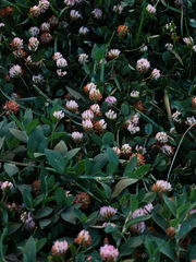 Trifolium
