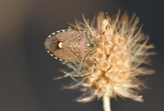 Holcostethus albipes