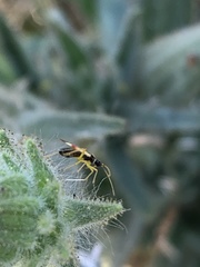 Tupiocoris californicus