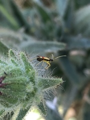 Tupiocoris californicus