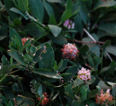 Trifolium